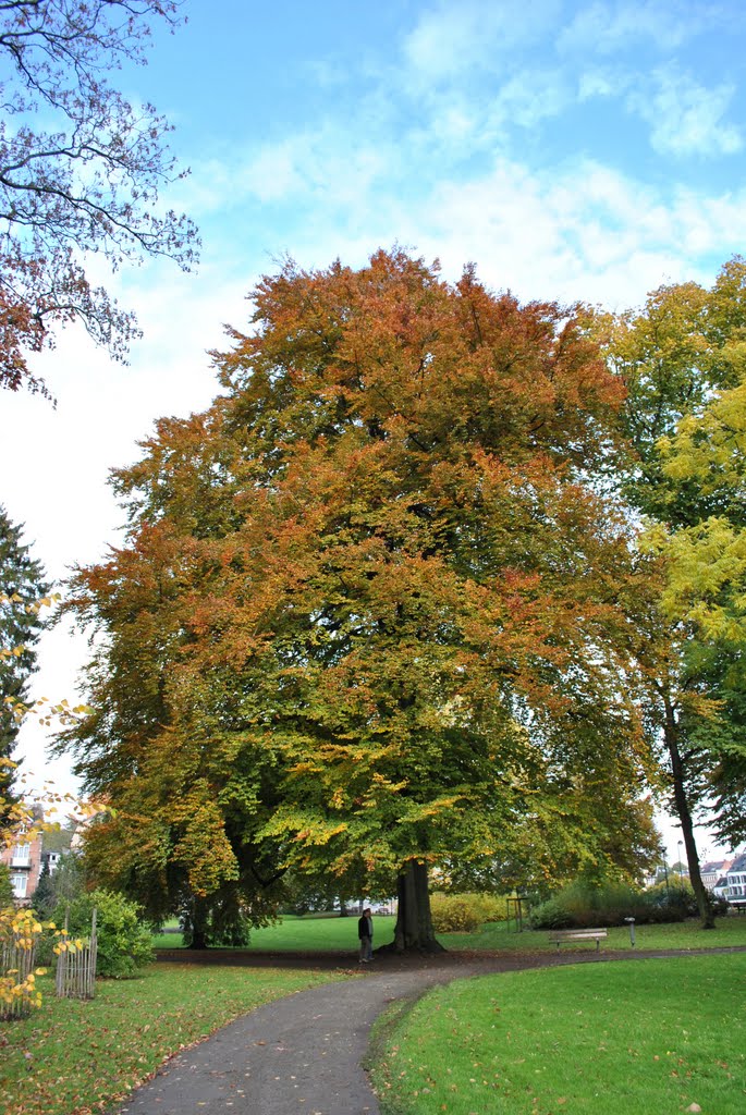Hêtre. La Plante, Namur