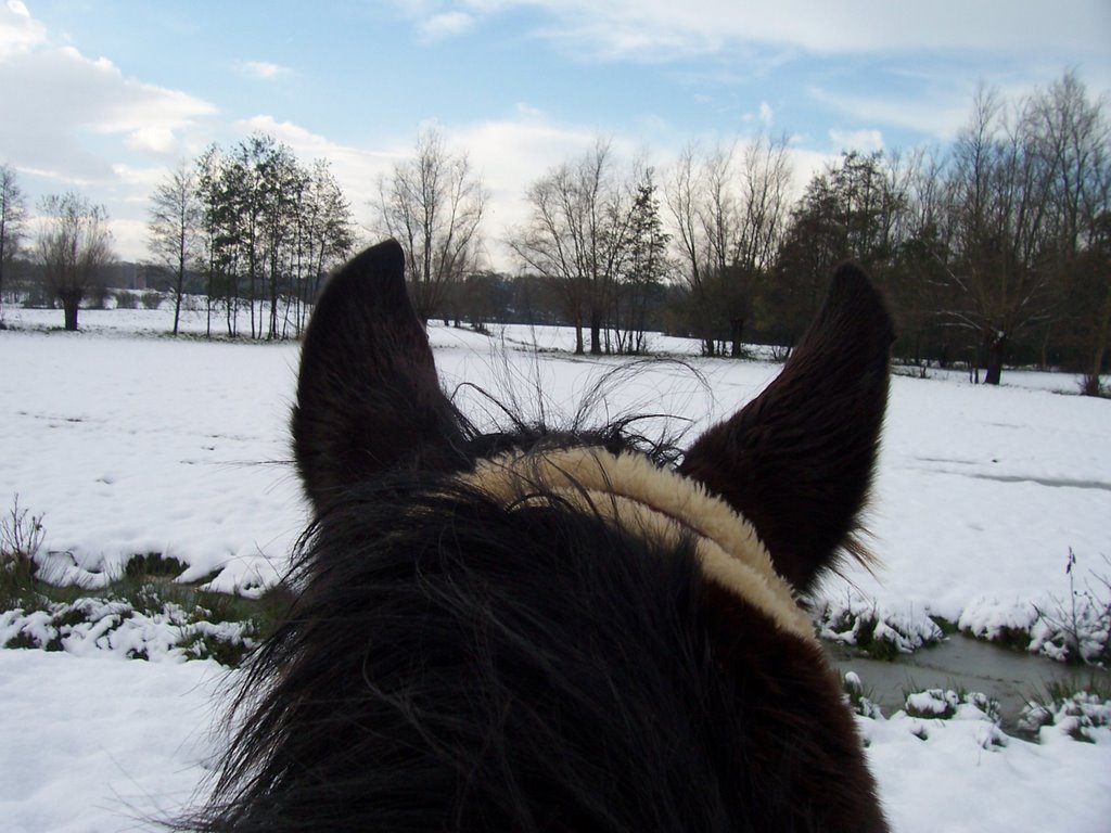 field in winter