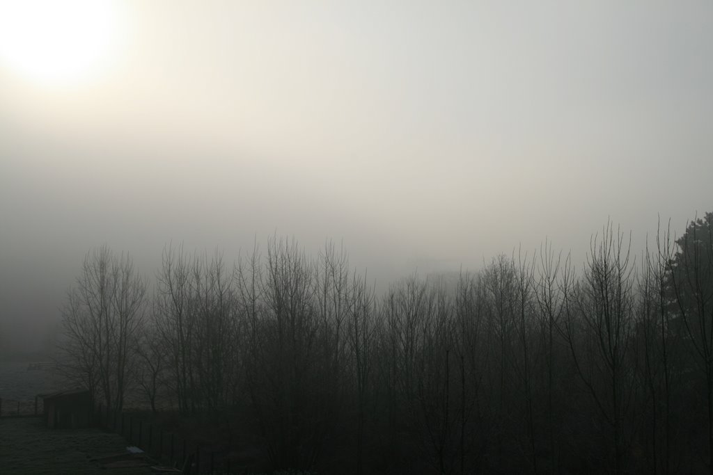 Fog on a wintery day