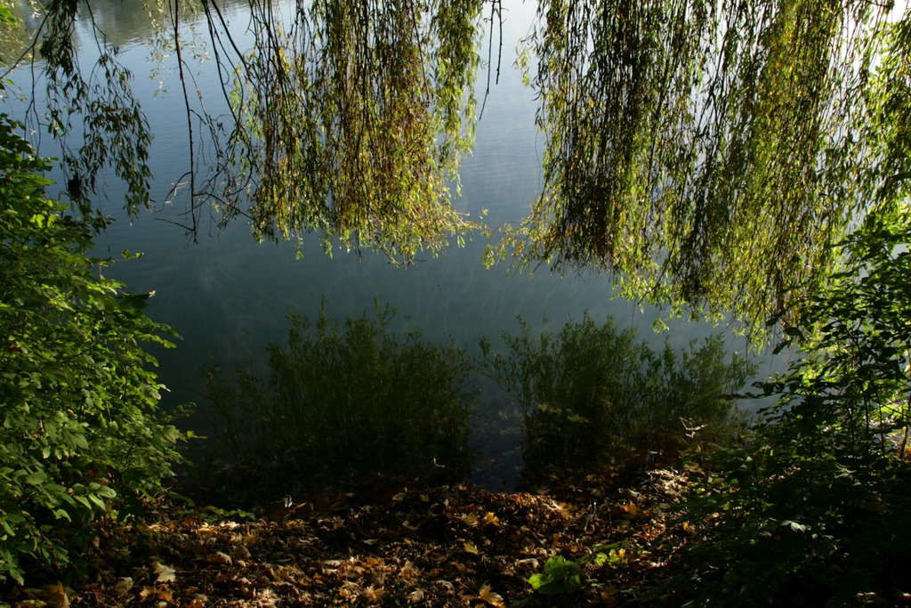 Weeping tree