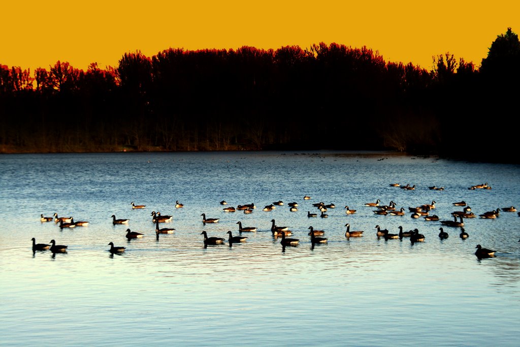 Winter lake