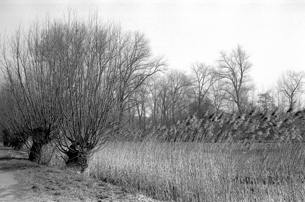 Reeds at the Damvalleimeer