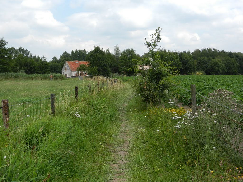 Zottegem