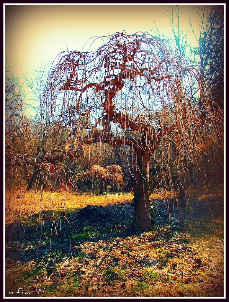 Черница