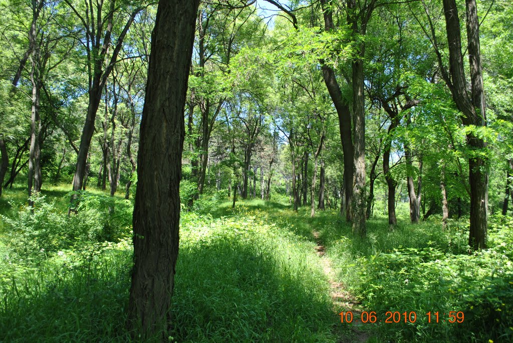 Forest trail in town! Горска пътека Враца