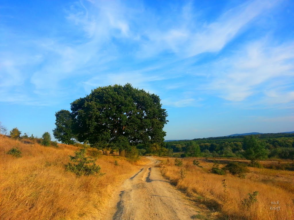 Oak