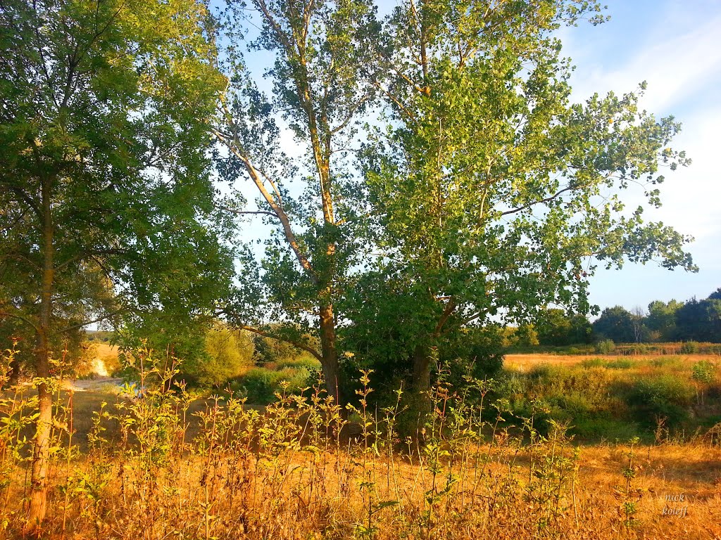 trees