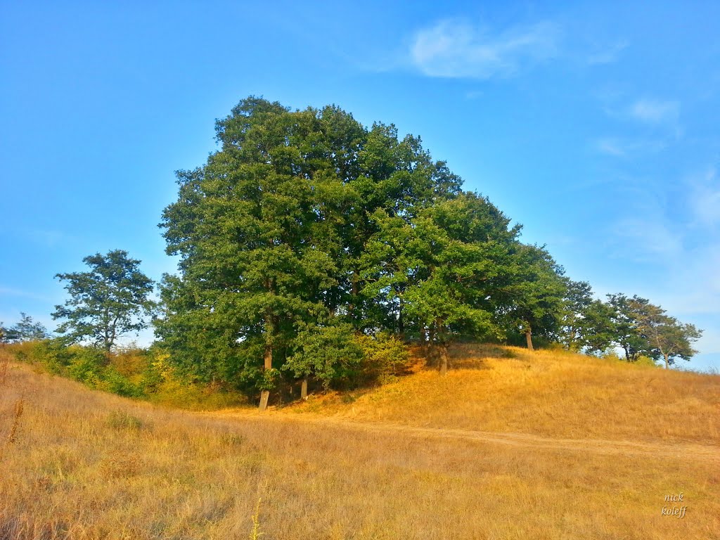 Oaks