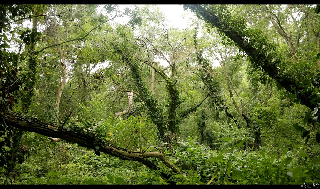 Reserve Balatta_Резерват Балтата_Албена_BG