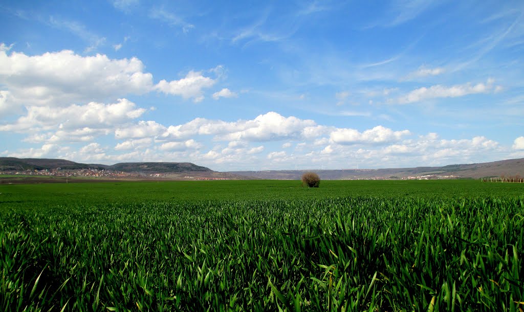 Under The Blue Sky