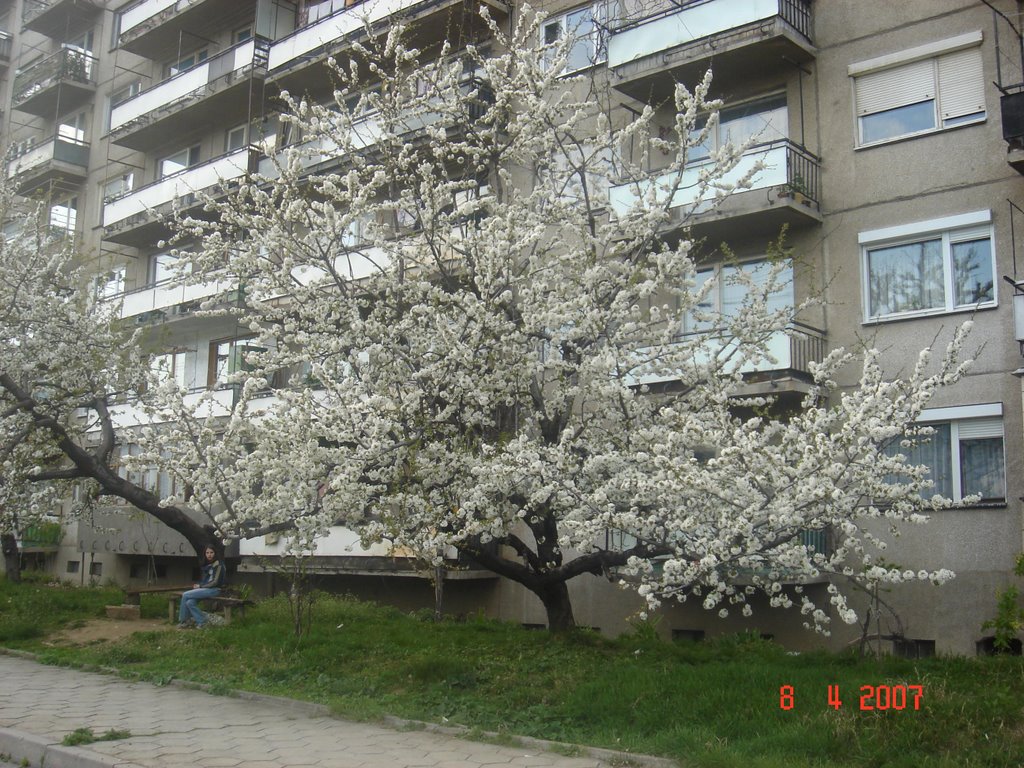 Cherry tree in blossom