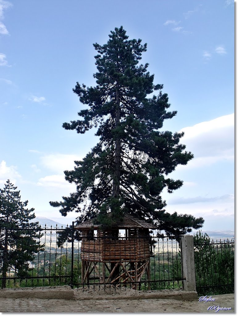 Gazebo around the Pine / Беседката около бора