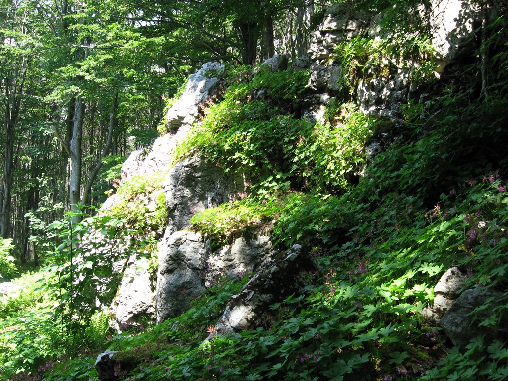 Eco path in Uzana_2