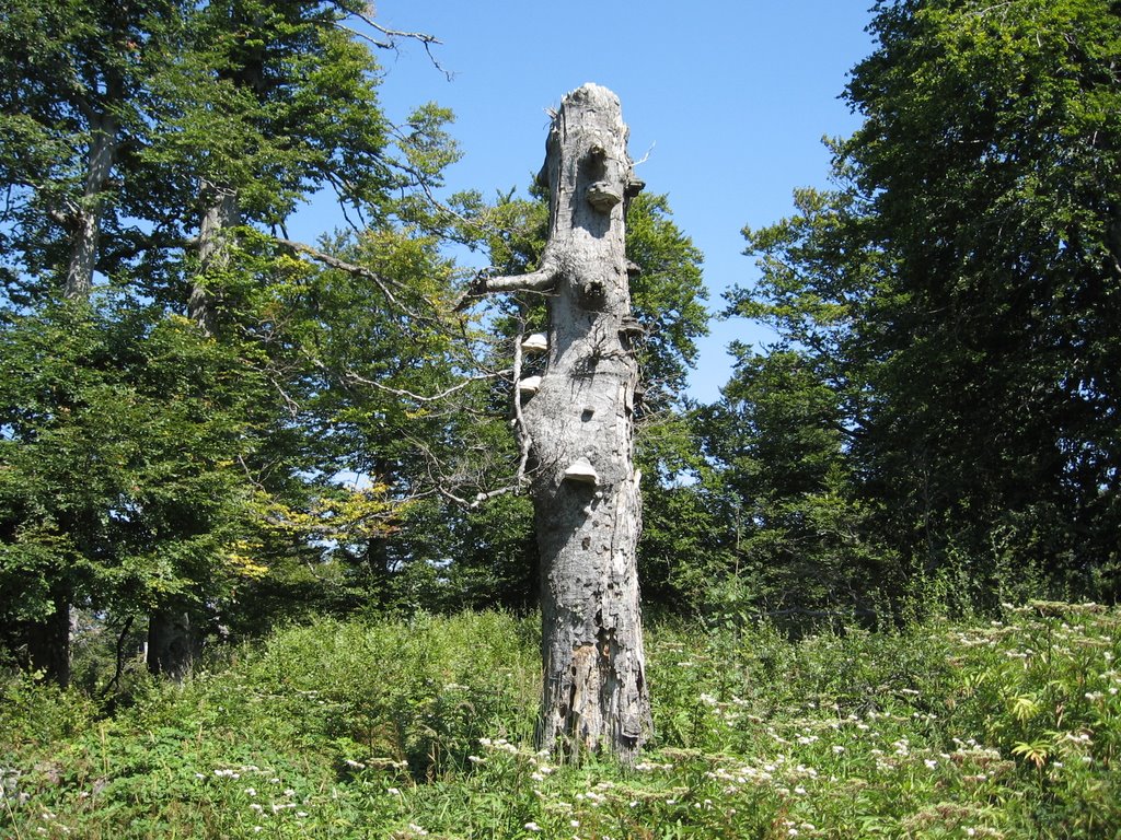 Lonely tree