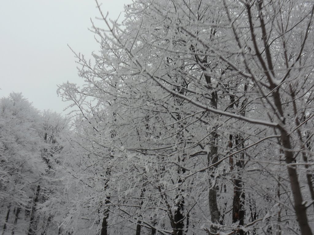 Снежно бели