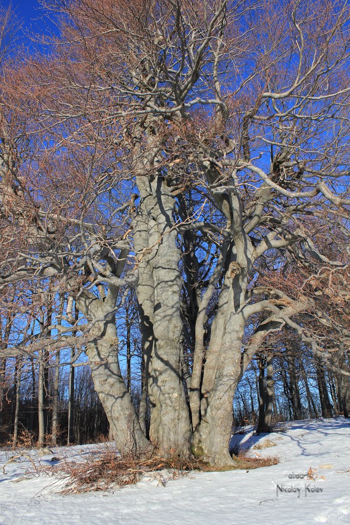 Old beech-tree in Uzana