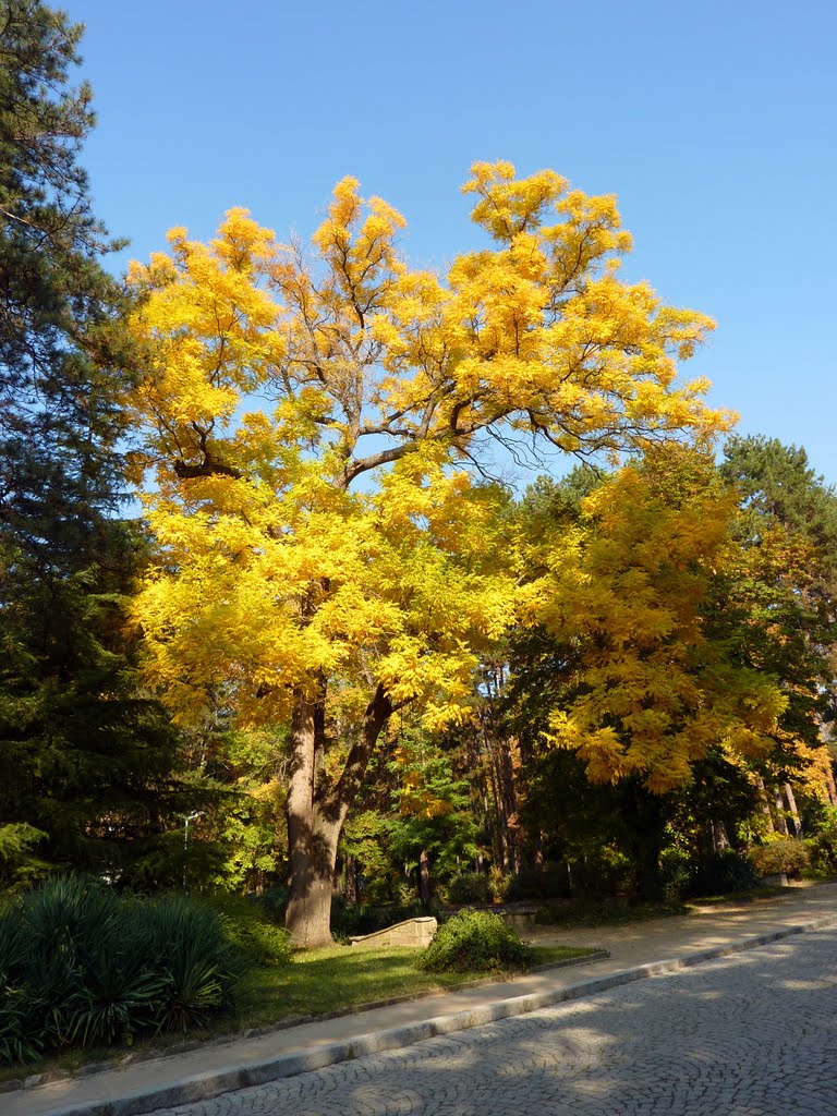 Есен / Autumn