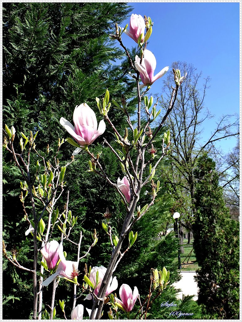 Spring / Пролет