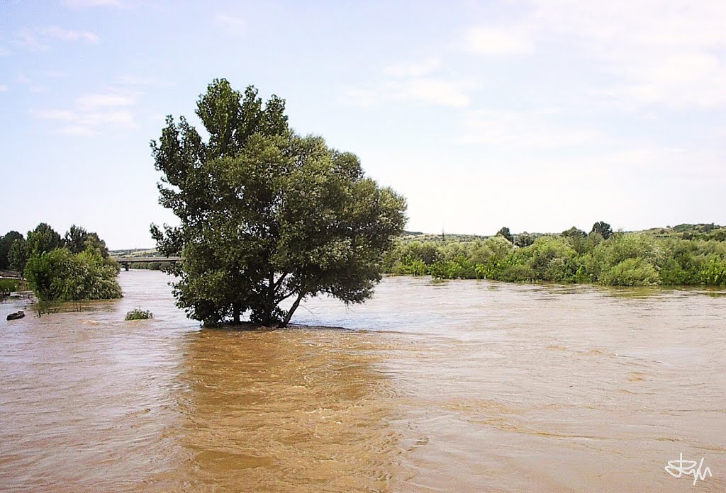 Flood in the river Evros (Svilengrad Bulgaria)