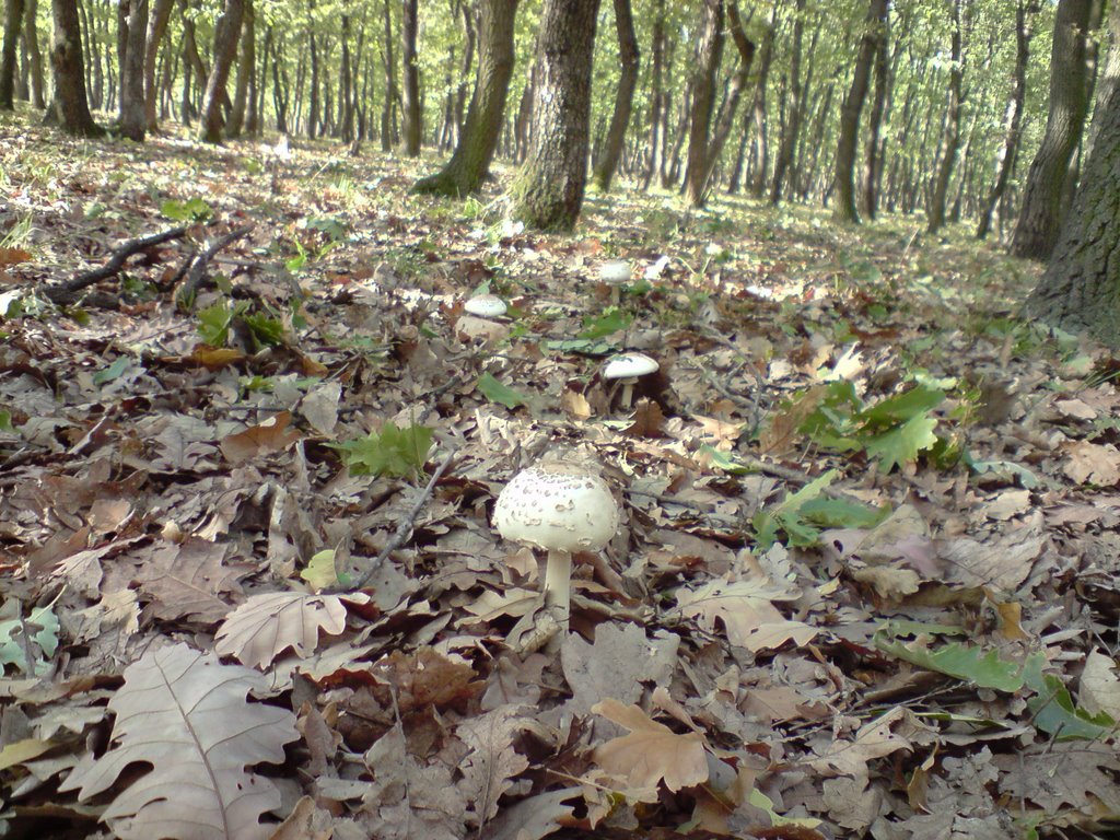 Macrolepiota procera - Сърнели