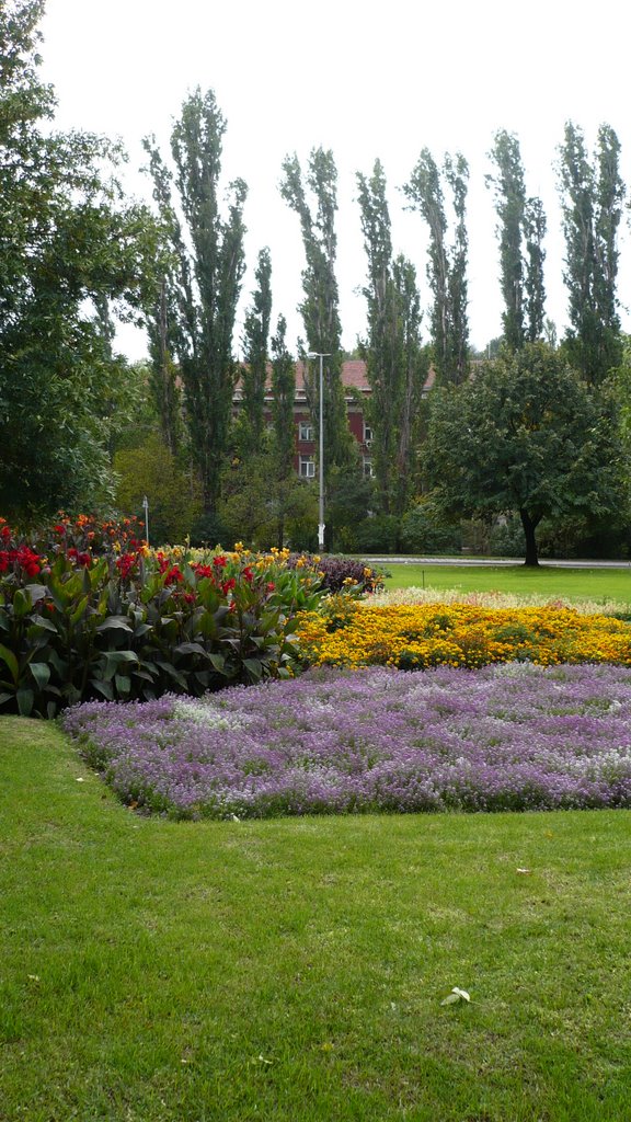 Some flowers from Haskovo