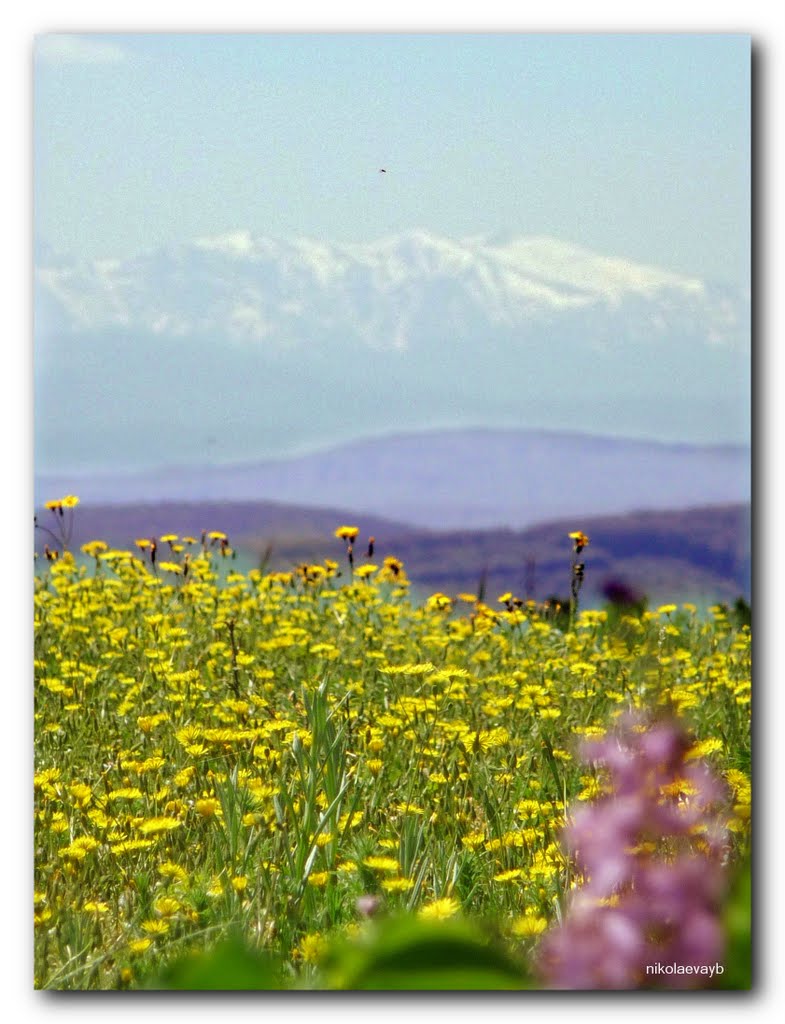 Високи сини планини /High blue mountains