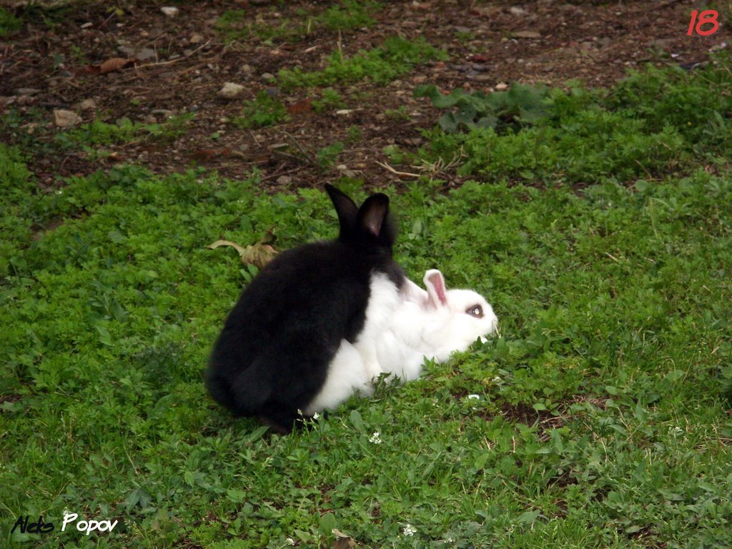Bulgaria - Sopot - Rabbits - Сопот - Зайци