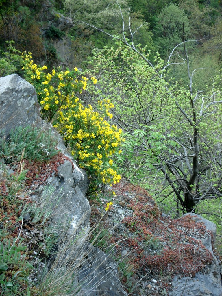 Spring