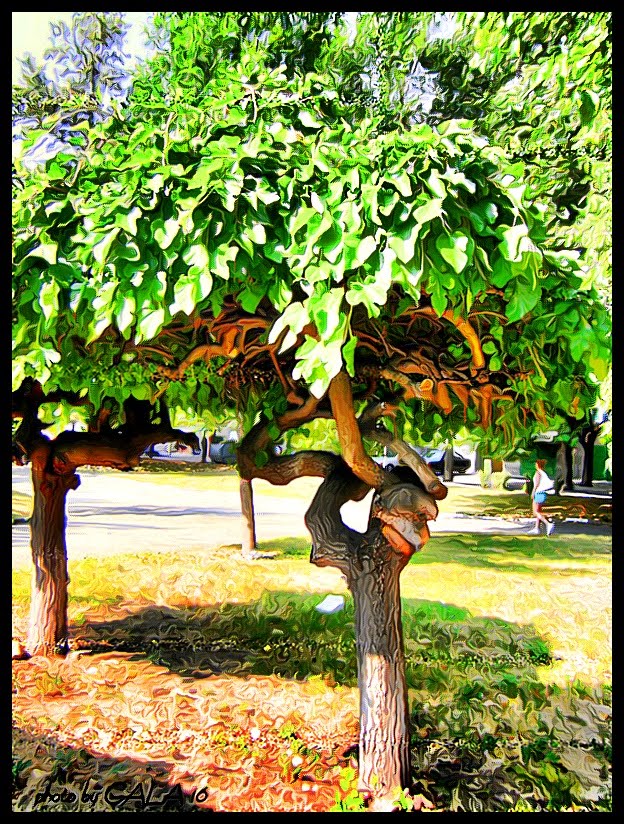 Asenovgrad - Park   / Парка в Асеновград