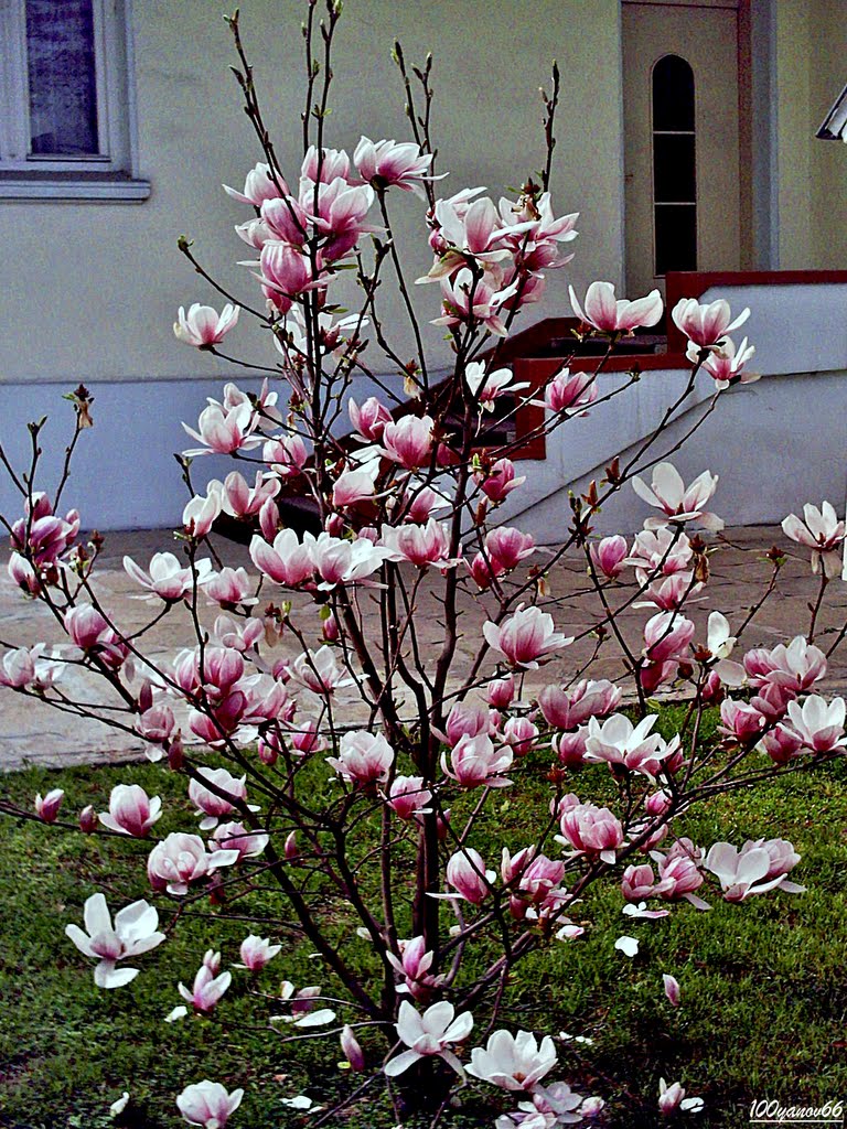 Китна   пролет / Lovely  spring