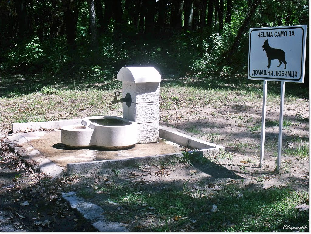 Drinking fountain for pets / Чешма за домашни любимци