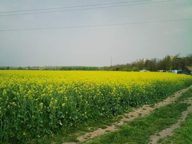 KAYACIK 2011