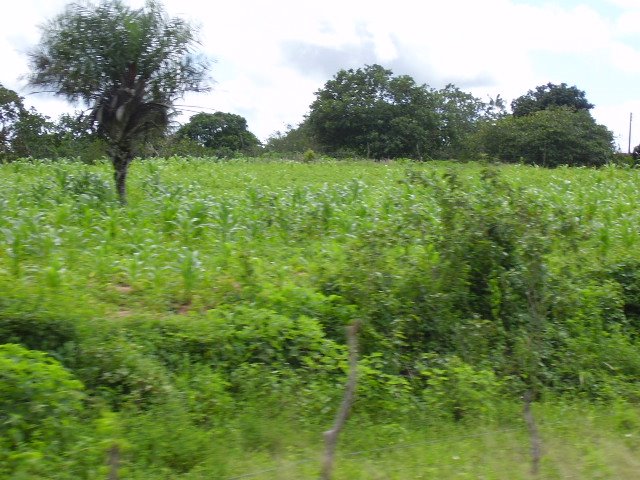 Plantação