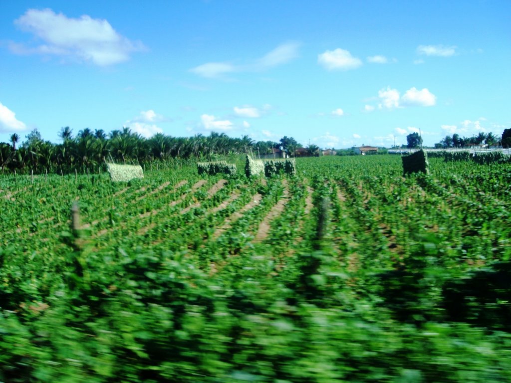 Plantação de FUMO em Arapiraca