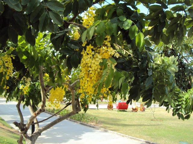 Parque Ceci Cunha, Arapiraca