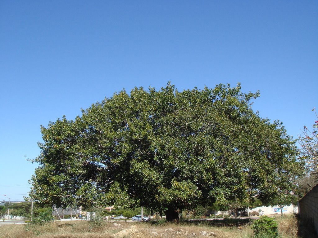 Senhora Figueira.