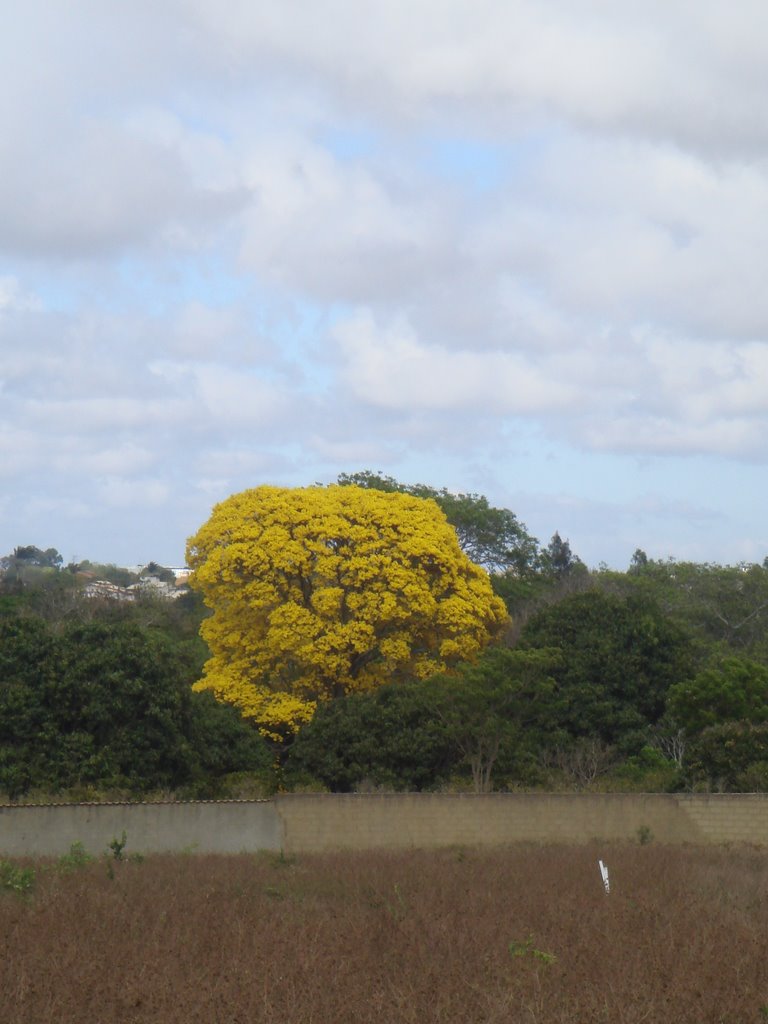 Ipê Amarelo do Piripiri.