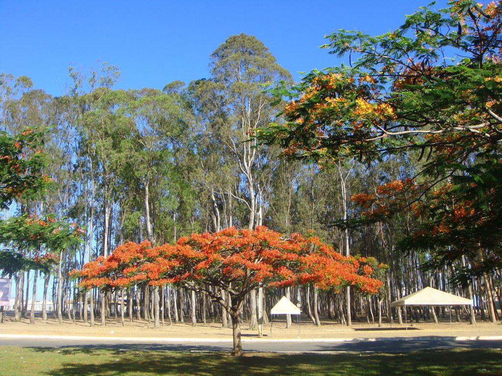 Flamboyant dos Eucaliptos