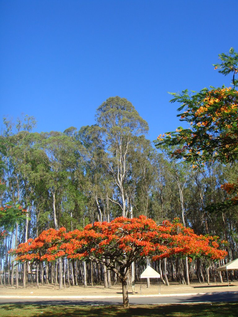 Flores Vermelhas