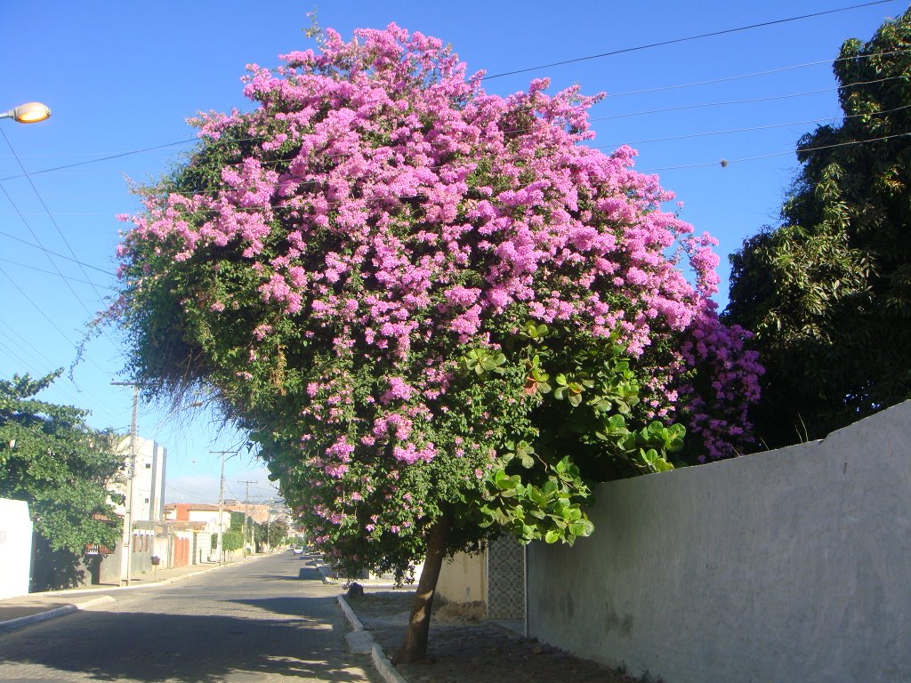 Primavera na Amendoeira.