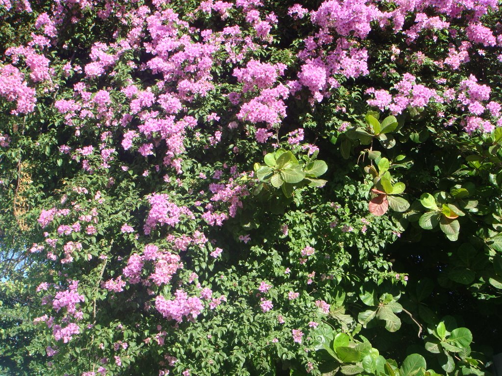 Rosa no Verde