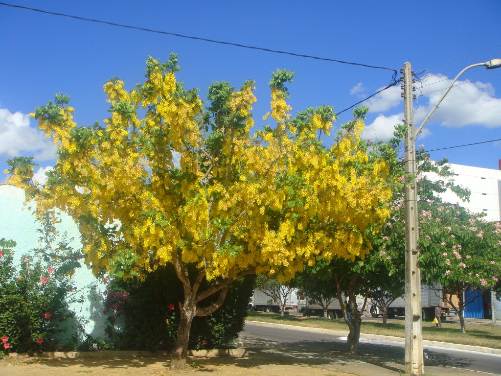 Cassia Amarela da Ivo