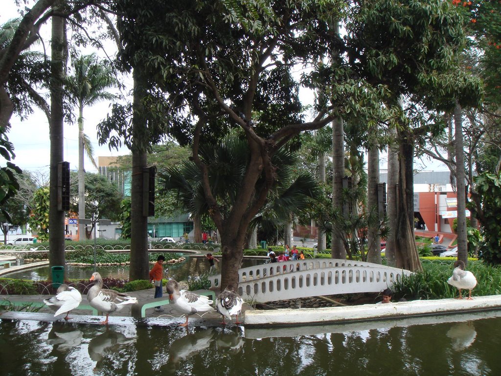 Praça da Matriz, jardins.