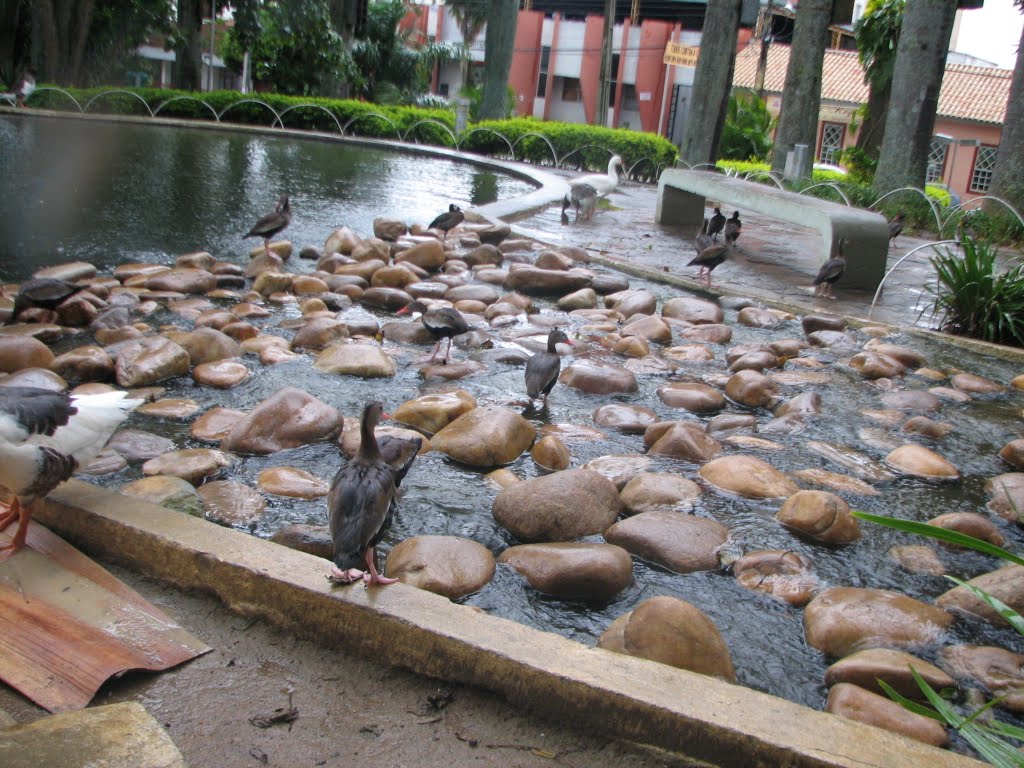 "Um patinho nadando na lagoa, ele grita: ai que água boa!!!!!...."