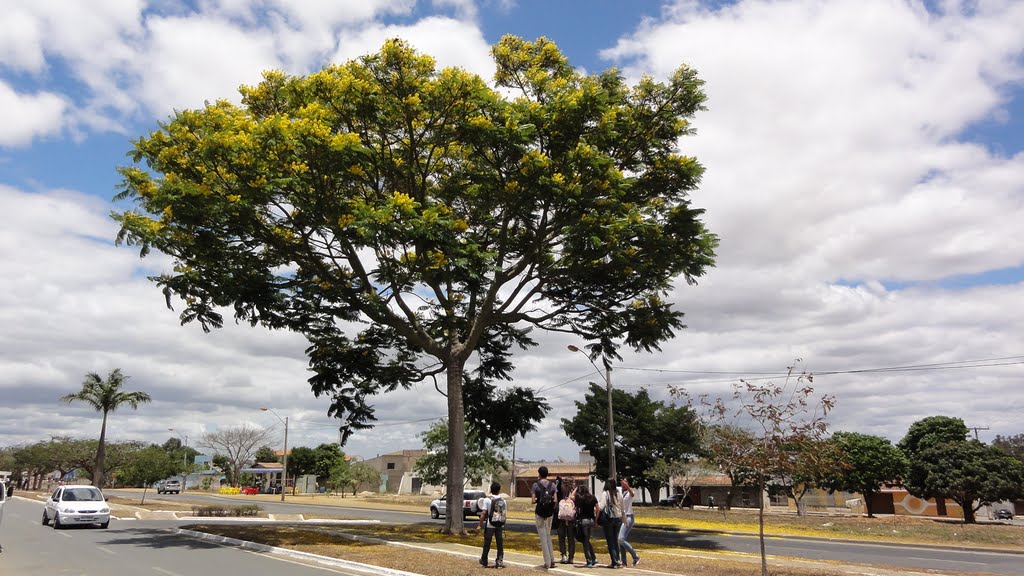 Guapuruvú em flôr