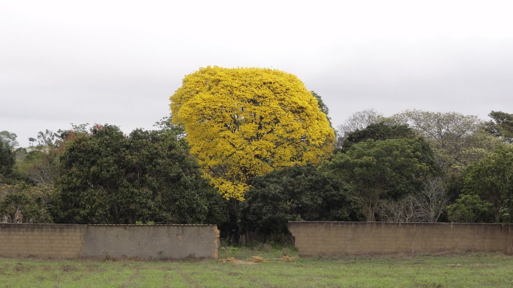 Ipê do Piripiri