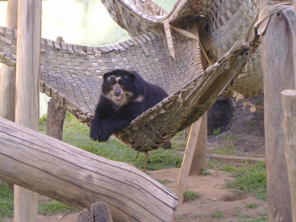 urso zoologico Ondina-Salvador
