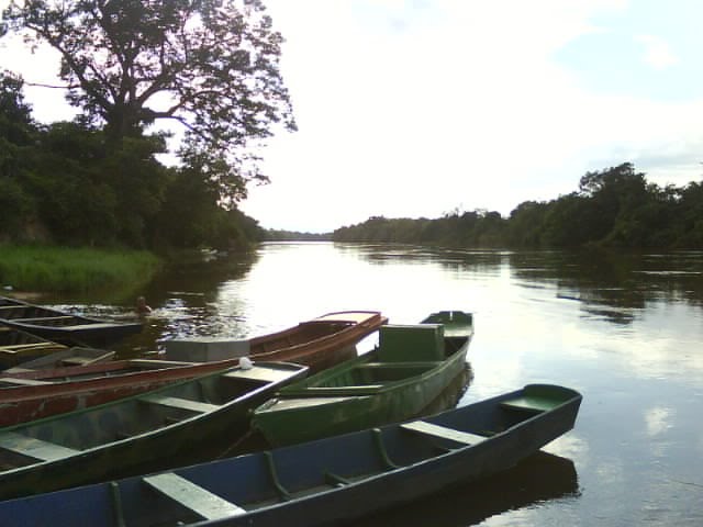 centenário pé de jatobá