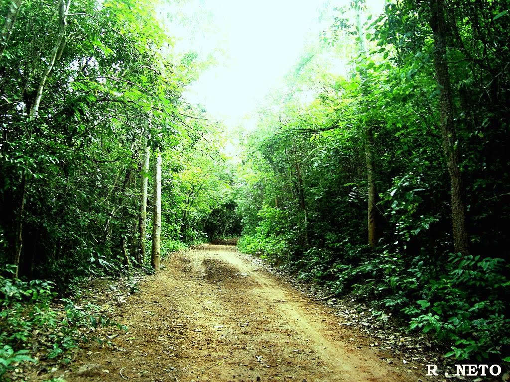 PARTE DA  VEGETAÇÃO NATIVA PERSEVADA EM S . MIGUEL MUNICÍPIO DE TUNTUM-MA BRASIL