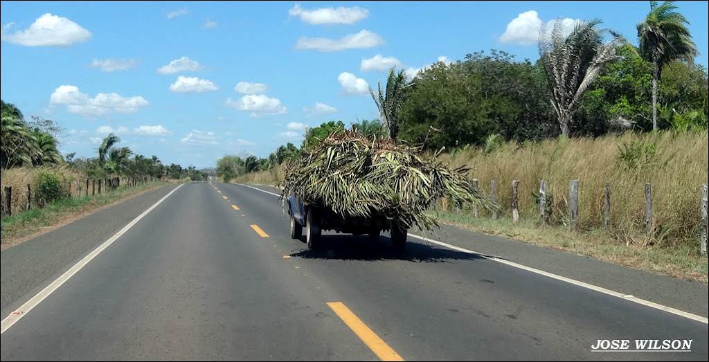 TRANSPORTE DE PALHA DE COQUEIROS PELA ROD. BR - 135 ENTRE PRES. DUTRA E SANTA FILOMENA - MA